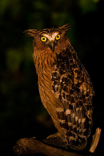 Buffy Fish Owl in Deramakot