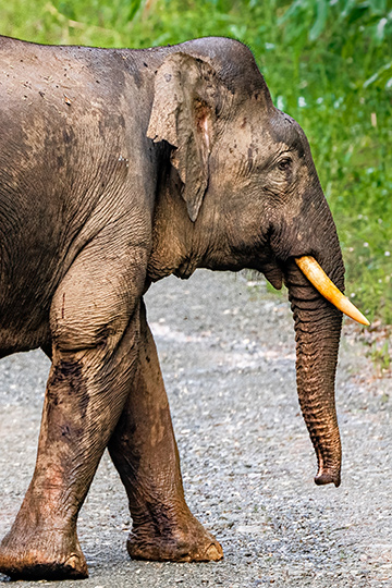 Pygmy elephant in Deramakot