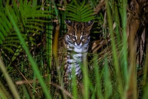 Sustainable Logging and Conservation in Deramakot Forest Reserve