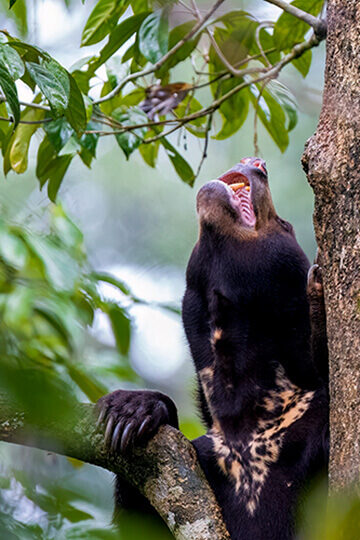 sun bear in Deramakot